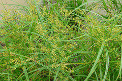 Cyperus iria
